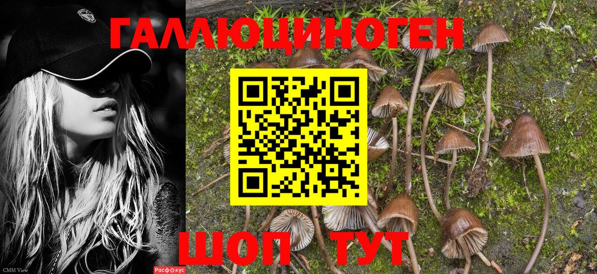 Галлюциногенные грибы Psilocybine cubensis Лянтор